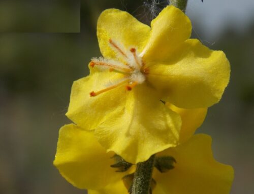 Κιλκίς: Το μοναδικό κίτρινο λουλουδάκι που φυτρώνει μόνο στην περιοχή της Δοϊράνης