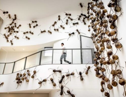 Μία ξεχωριστή έκθεση με αράχνες και έντομα ελεύθερα στον χώρο