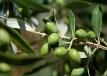 Η κλιματική κρίση απειλεί την ελιά Χαλκιδικής – Οι προκλήσεις στο νομό