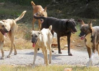 Συστάσεις για την προστασία των ζώων τις ημέρες του καύσωνα
