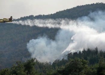 Πώς η πυρκαγιά του Έβρου επηρεάζει την άγρια πανίδα του Εθνικού Πάρκου Δαδιάς- Λευκίμης- Σουφλίου