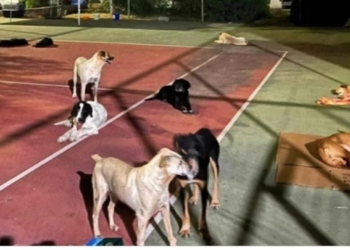 Δωρεάν εκπαίδευση στη διάσωση ζώων για ανθρώπους κάθε ηλικίας από τον οργανισμό Kids Save Lives στο πλαίσιο της 87ης ΔΕΘ