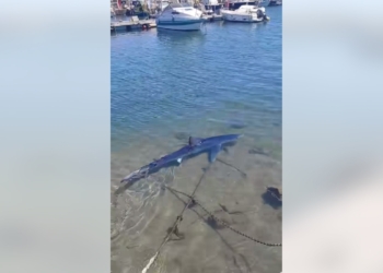Απίστευτο! Καρχαρίας στη Μαρίνα Γλυφάδας (video)
