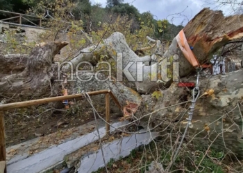 Κρήτη: Πεθαίνει Πλάτανος 2.400 χρόνων που αναφέρει ο Καζαντζάκης στον «Καπετάν Μιχάλη»