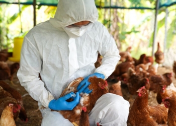 ΗΠΑ: Ανησυχία για τις πρόσφατες μολύνσεις από τον ιό της γρίπης των πτηνών