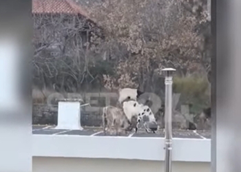 “Ντου” από αιγοπρόβατα σε σπίτι της οικογένειας Ανδρουλάκη (βίντεο)
