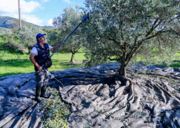 Δασμοί Τραμπ: Στάση αναμονής τηρούν οι κλάδοι της επιτραπέζιας ελιάς και του τυποποιημένου ελαιόλαδου